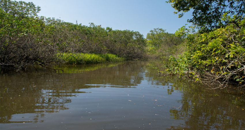 ICC participa de ações de preservação de manguezais e da fauna de São Sebastião
