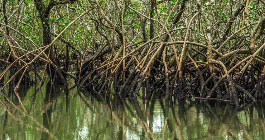 A polêmica ambiental sobre o fim da proteção de restingas e mangues - Manguezal Apa Baleia Sahy - Instituto Conservação Costeira