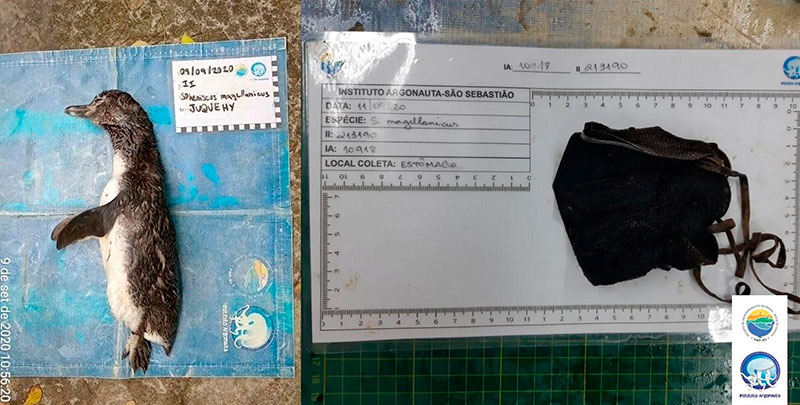 Necropsia realizada pela equipe do Projeto de Monitoramento de Praias da Bacia de Santos (PMP-BS) do Instituto Argonauta localizou uma máscara embrulhada dentro de um Pinguim-de-Magalhães em setembro do ano passado. (Créditos: Divulgação/Instituto Argonauta)